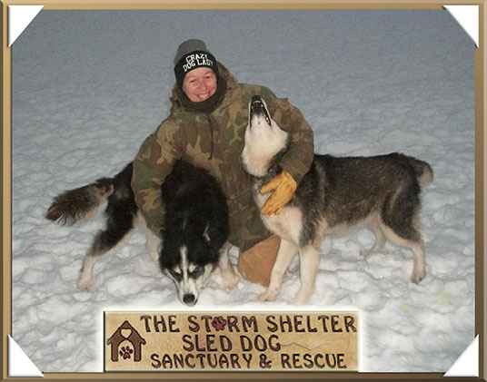 Storm Shelter Sled Dog Sanctuary and Rescue. We work to facilitate the rescue and re-homing of dogs in need, especially the sled dog breeds. We also work with elderly and special needs dogs.